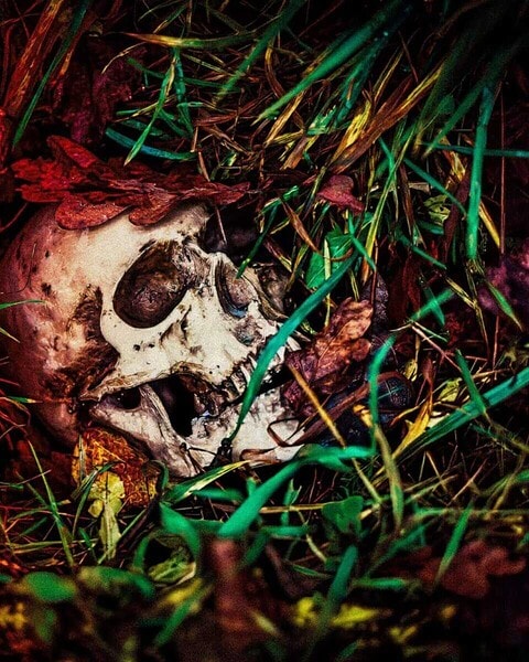 Human skull surrounded by grass and leaves, evoking themes of mortality and the darker side of humanity.