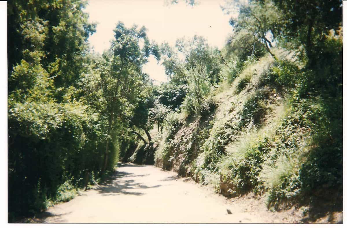 A narrow road curving through wooded hills in Benedict Canyon, with trees and brush on both sides