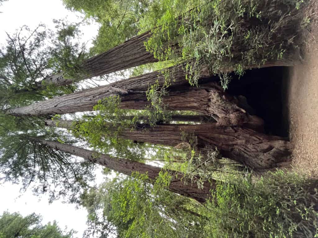 Redwoods in Henry Cowell Redwoods State Park, 2023. The Santa Cruz Sentinel places part of the killings in the park. Con