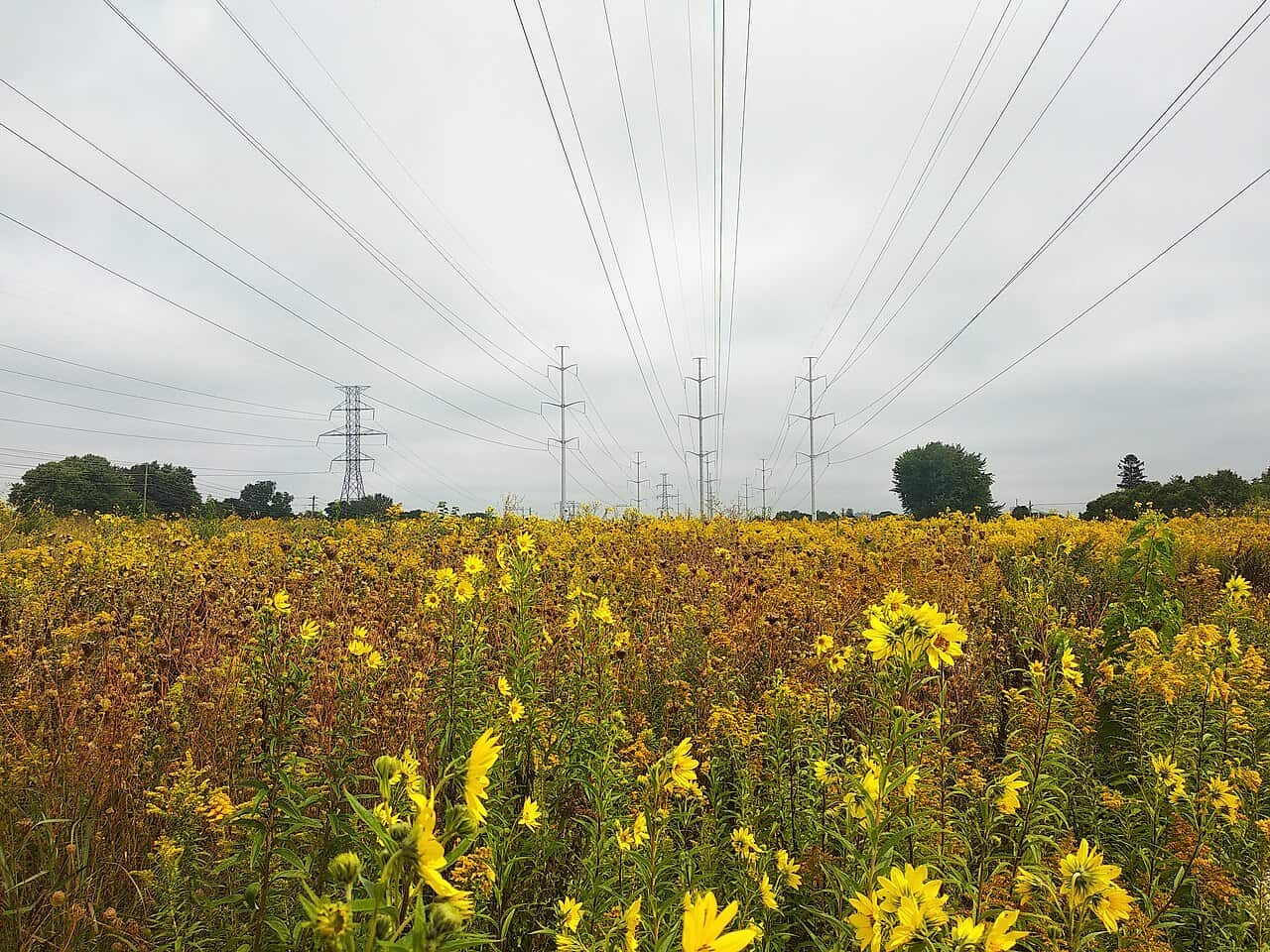The Meadoway, an urban meadow restoration project in Toronto, Canada under the powerlines of the Gatineau Hydro Corridor