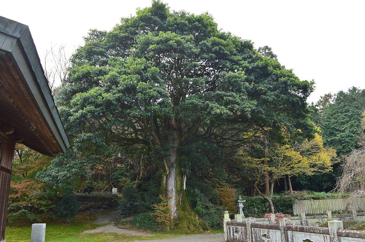 Shikokuchūō