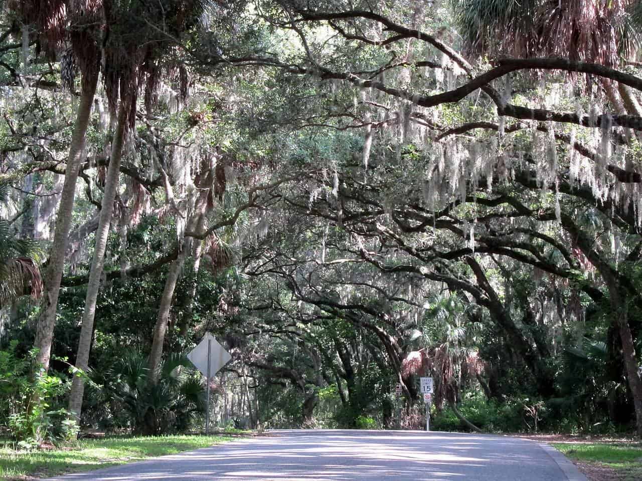 Oak trees along a street in Safety Harbor, Florida
