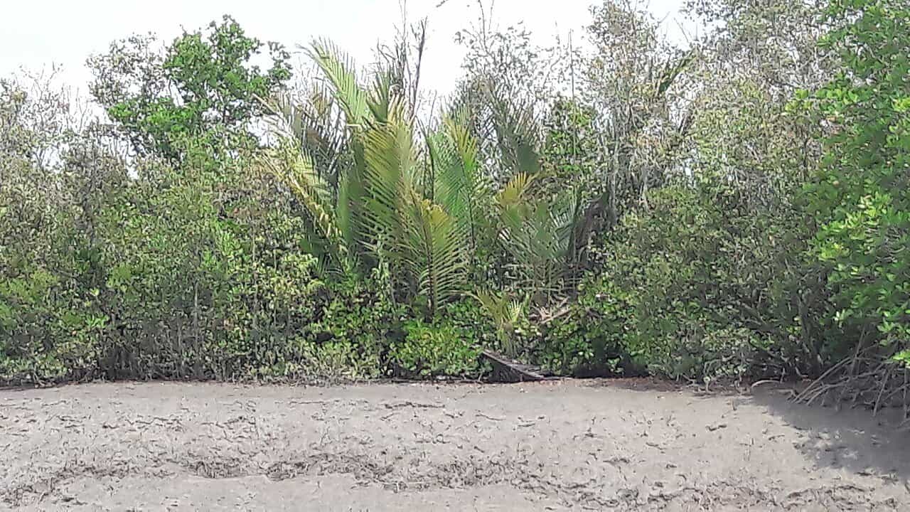 Mangrove forest in the Satkhira range of the Sundarbans